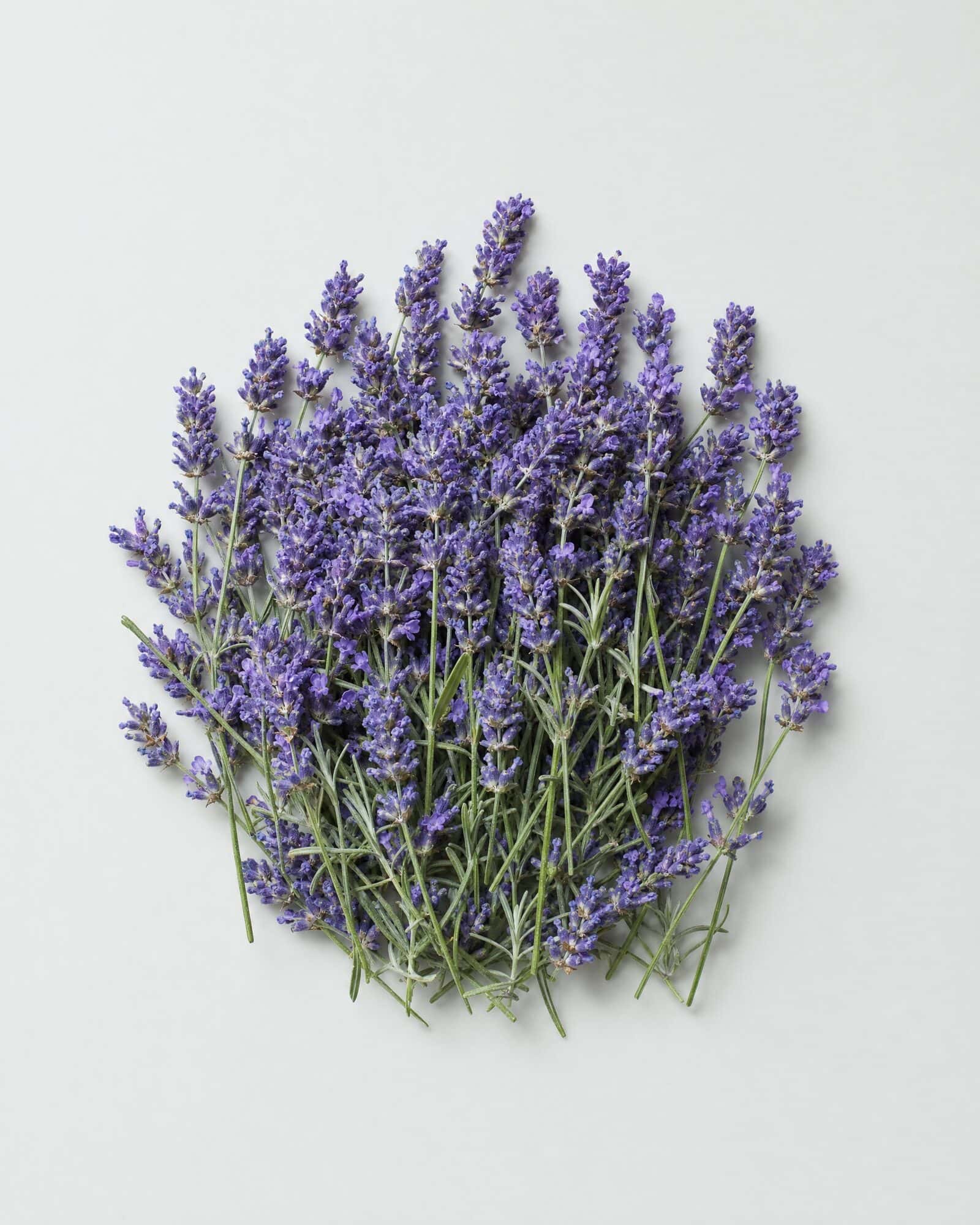 Fresh lavender sprigs laid together on a white surface