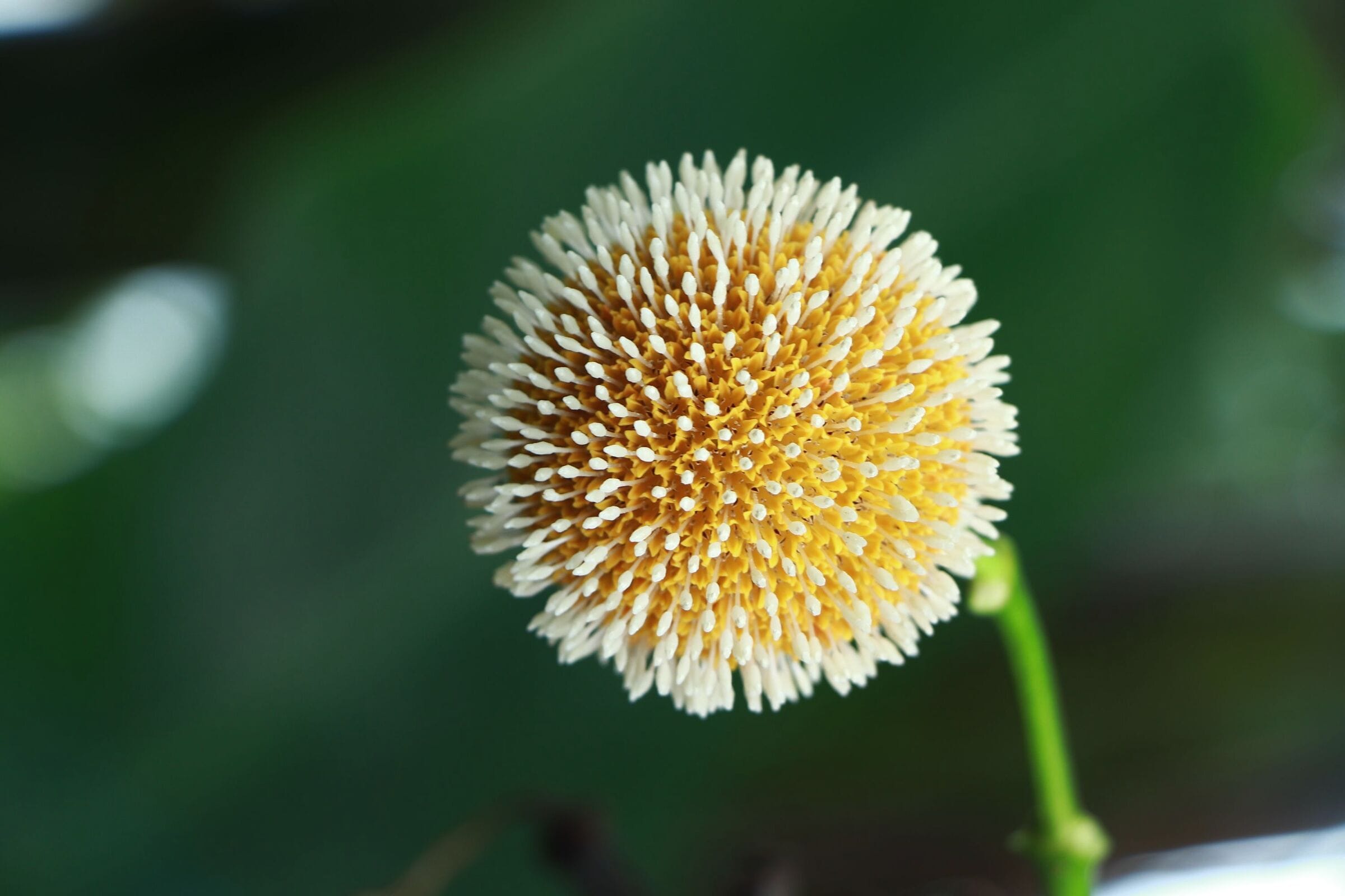 A round cream and yellow kratom flower head against soft green leaves