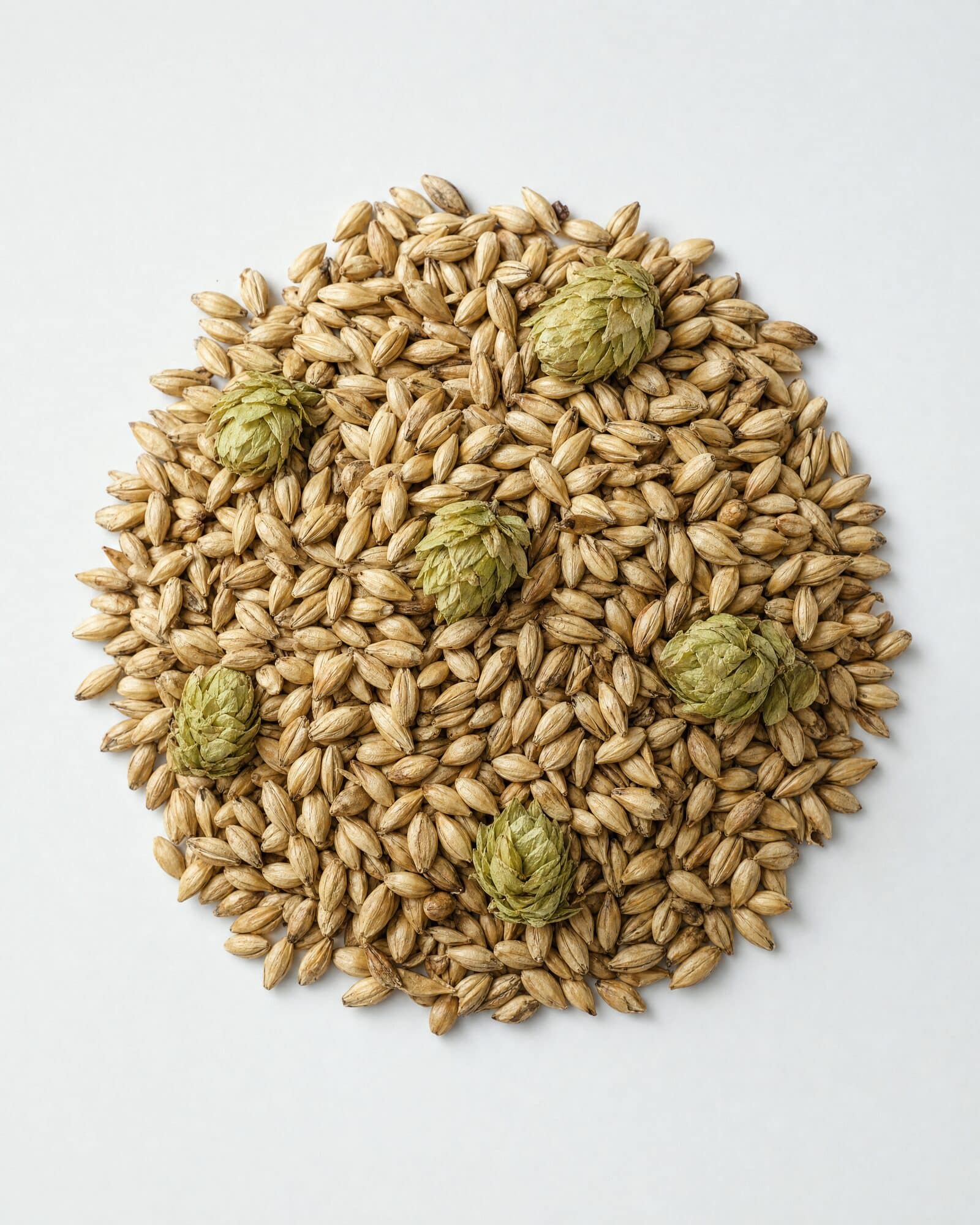 Malted barley with dried hop cones on a white surface