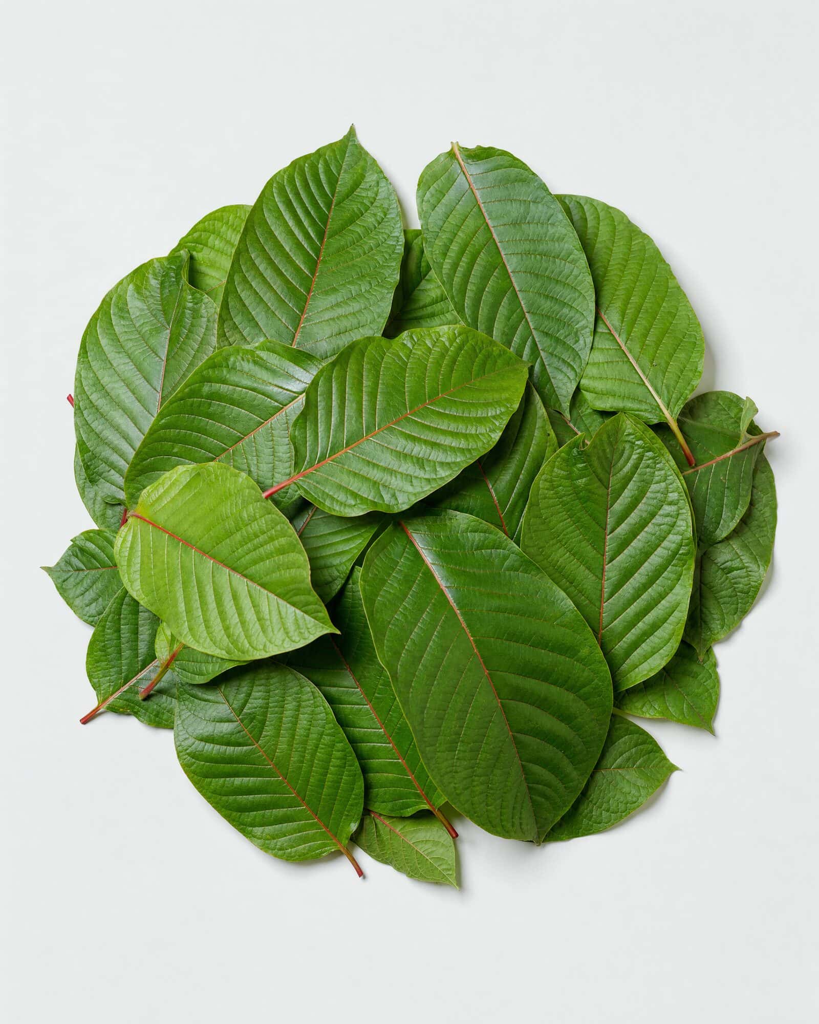 Fresh kratom leaves heaped on a white surface