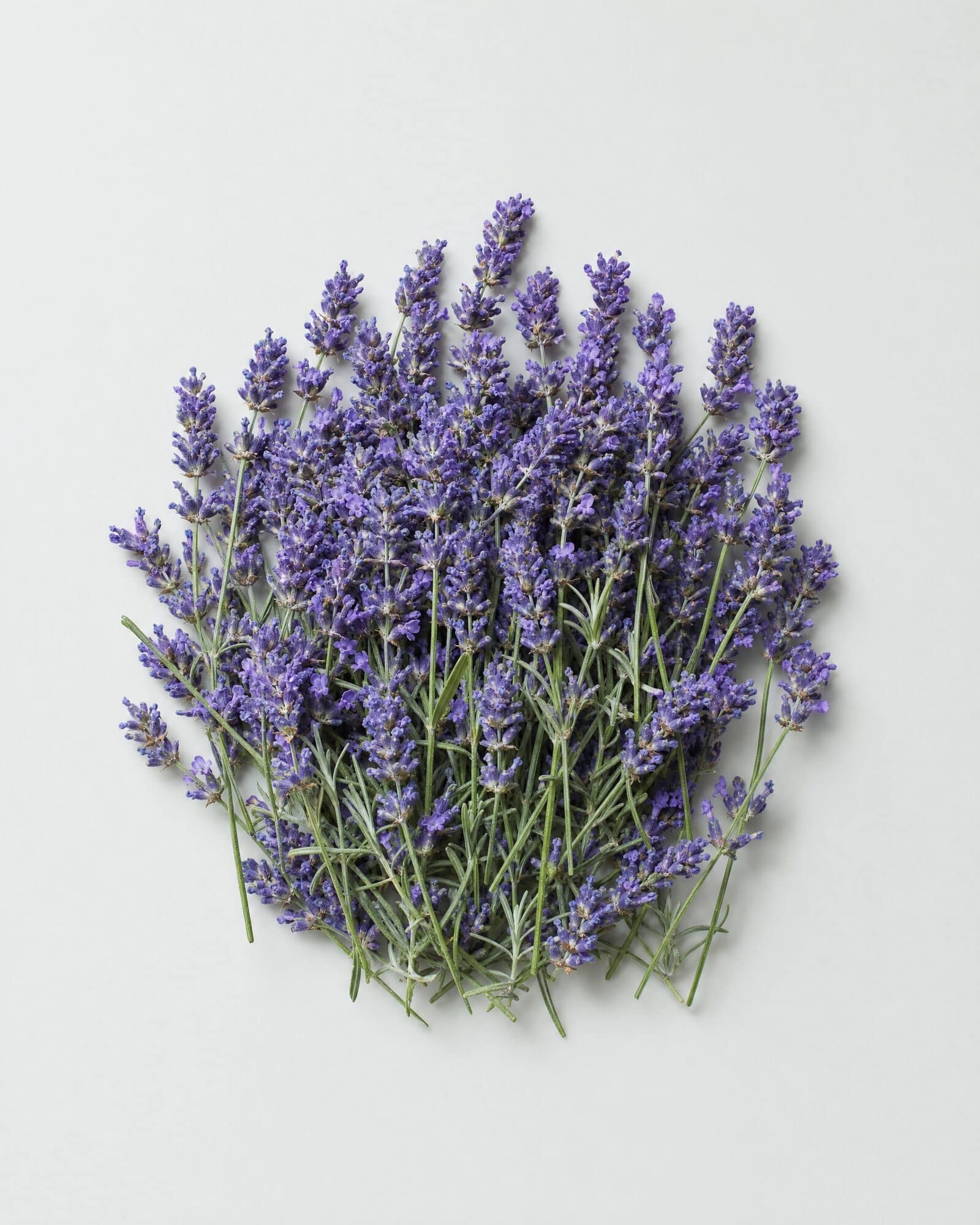 Fresh lavender sprigs laid together on a white surface